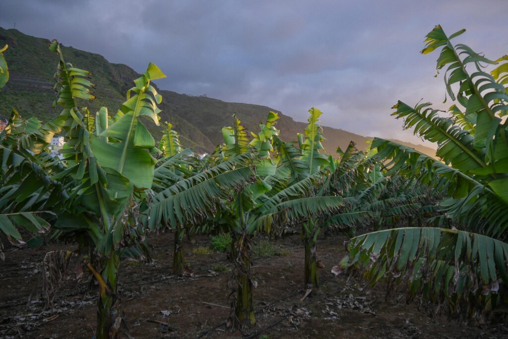 Banana trees in a vibrant plantation under dramatic skies in Tenerife, Spain.